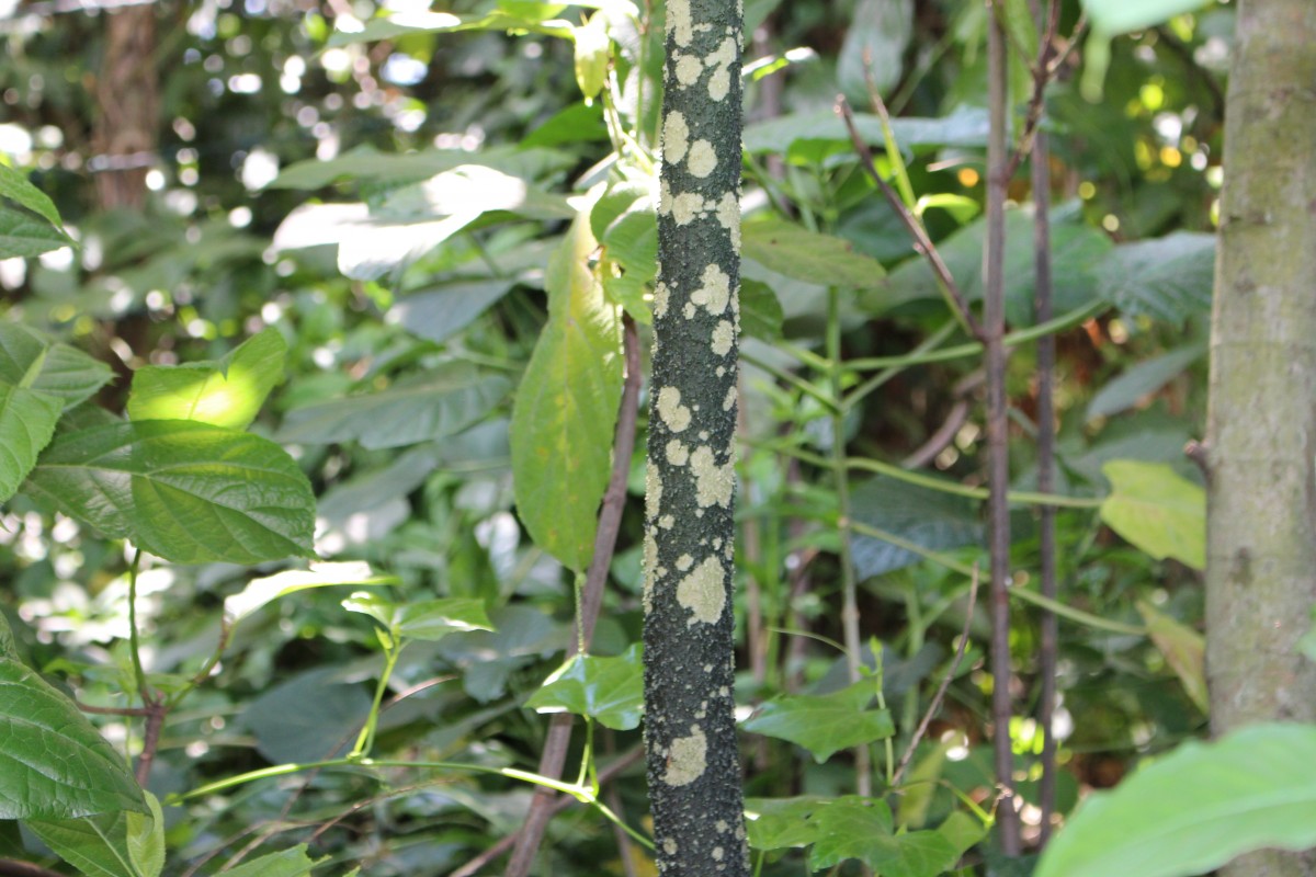 Amorphophallus paeoniifolius (Dennst.) Nicolson